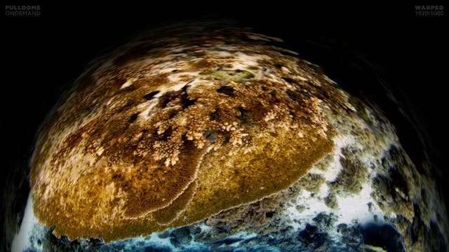 Underwater_Fantasy_1_FDOD_1920W