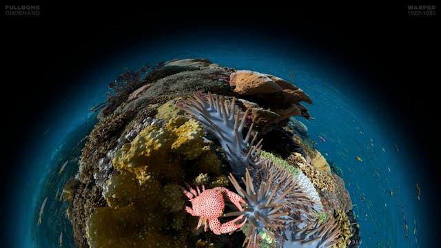 Expedition_Reef_FDOD_1920W