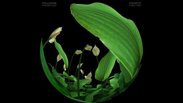 Music_A_Dream_Of_Sound_FDOD_1080F