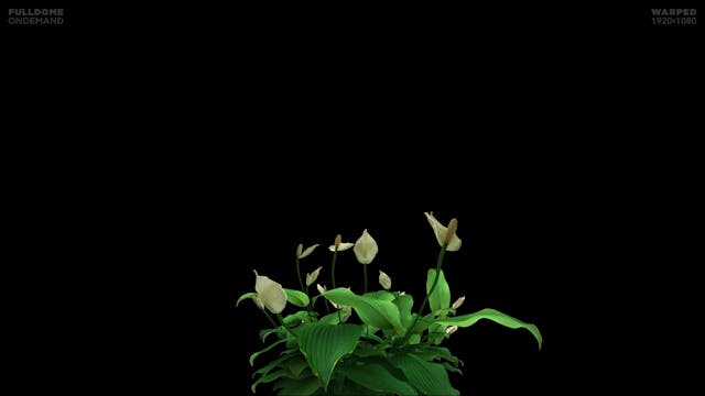 Music_A_Dream_Of_Sound_FDOD_1920W