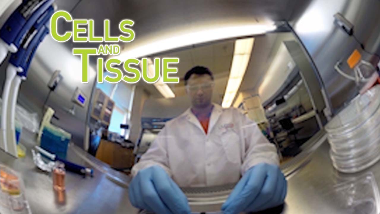 Cells and Tissue [1920W]