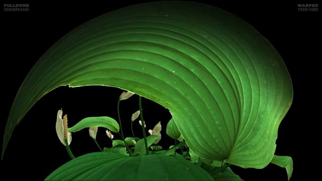 Music_A_Dream_Of_Sound_FDOD_1920W_SPA...