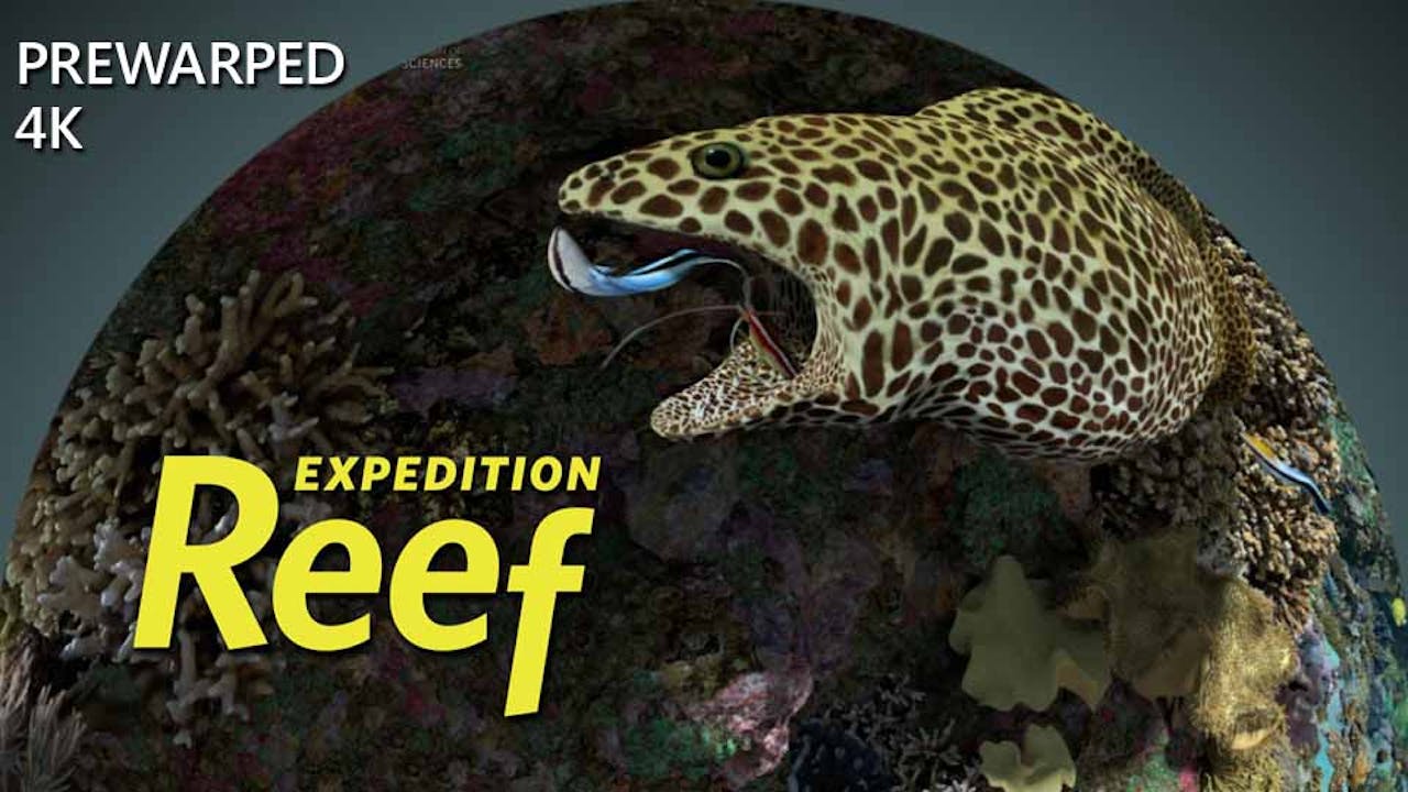 Expedition Reef - 4k