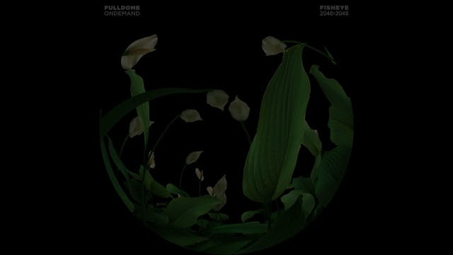 Music_A_Dream_Of_Sound_FDOD_2048F_SPA...