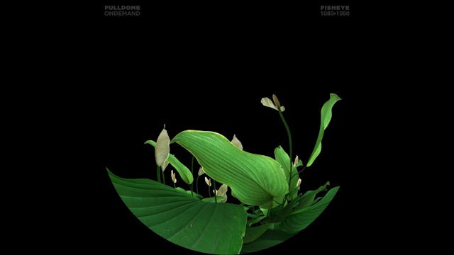 Music_A_Dream_Of_Sound_FDOD_1080F_SPA...