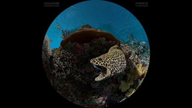 Expedition_Reef_FDOD_2160F