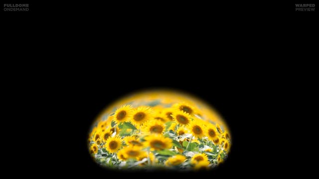 Musica_FDOD_1920W_PRE