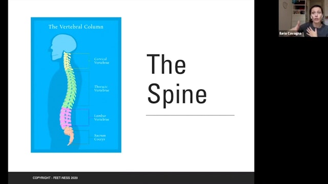 Zoom Call - Spinal Articulation