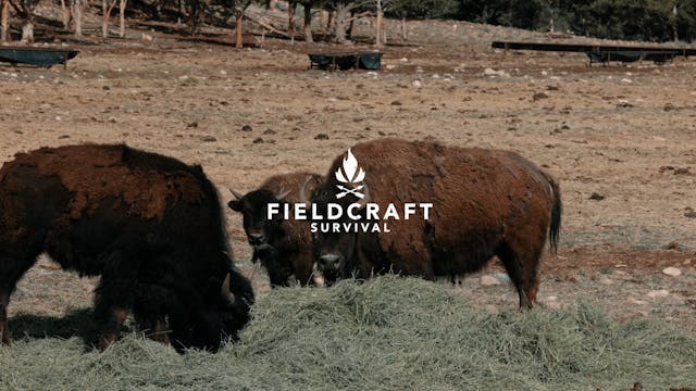 Harvesting a Bison