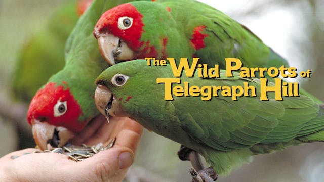 The Wild Parrots of Telegraph Hill