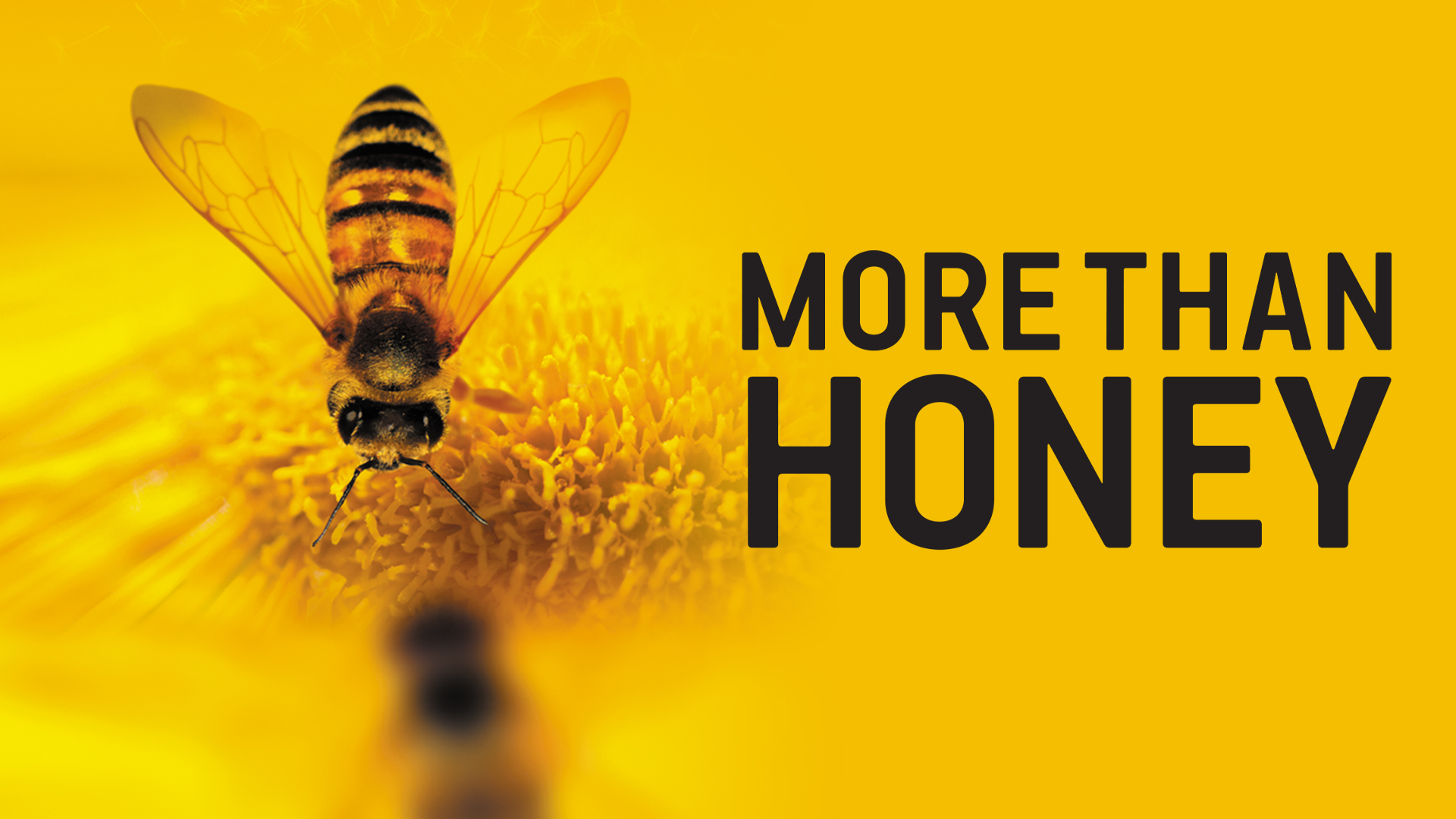 More Than Honey