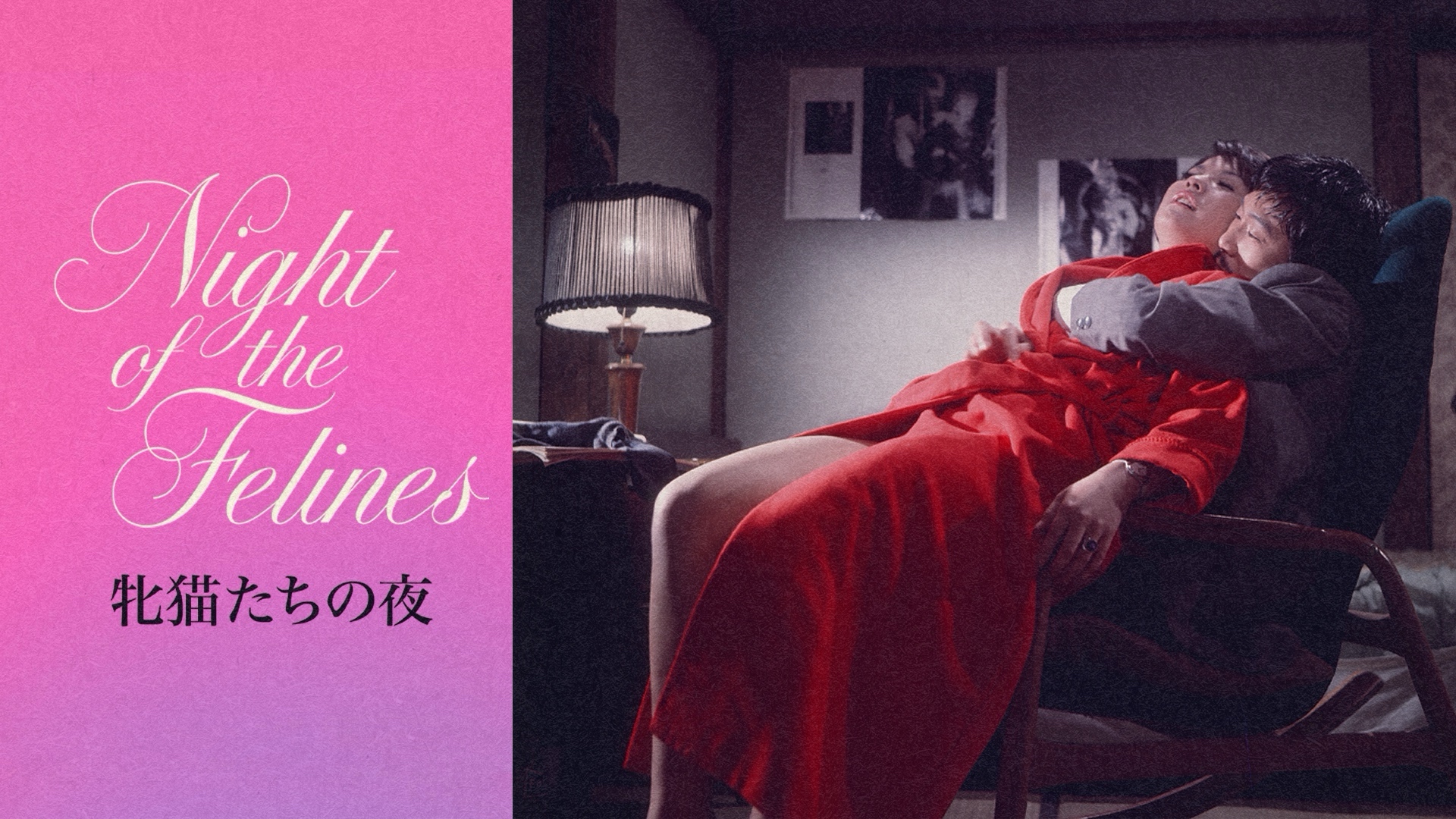 Night of the Felines