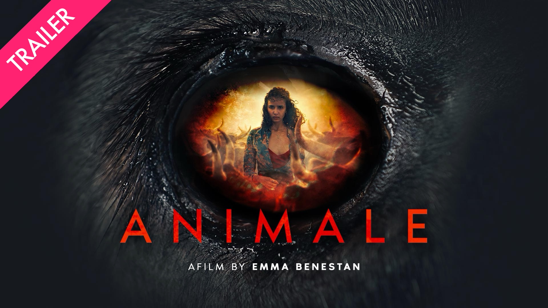 Animale - Coming 10/23