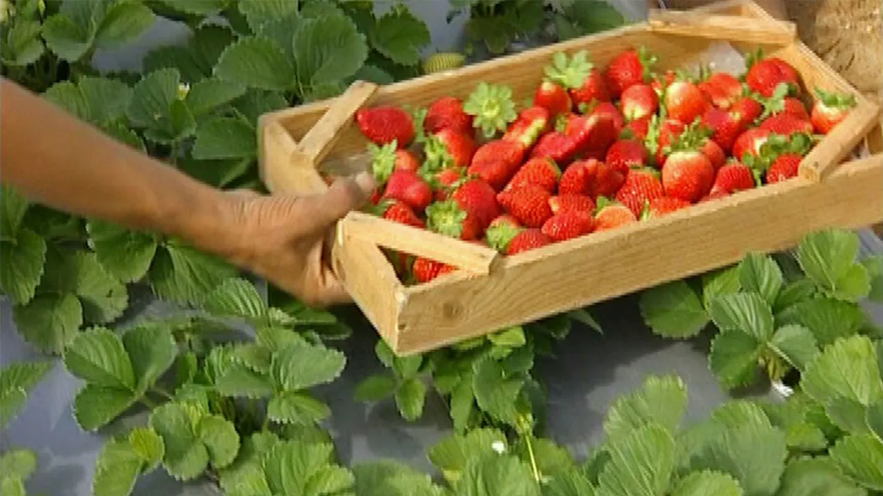 Gaza's Strawberry Fields