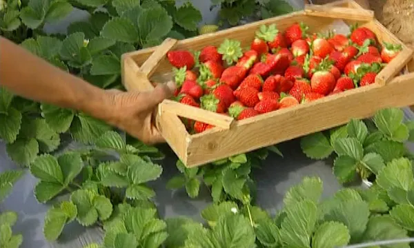 Gaza's Strawberry Fields