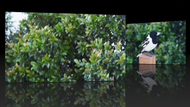Birds of a Feather trailer Aug15