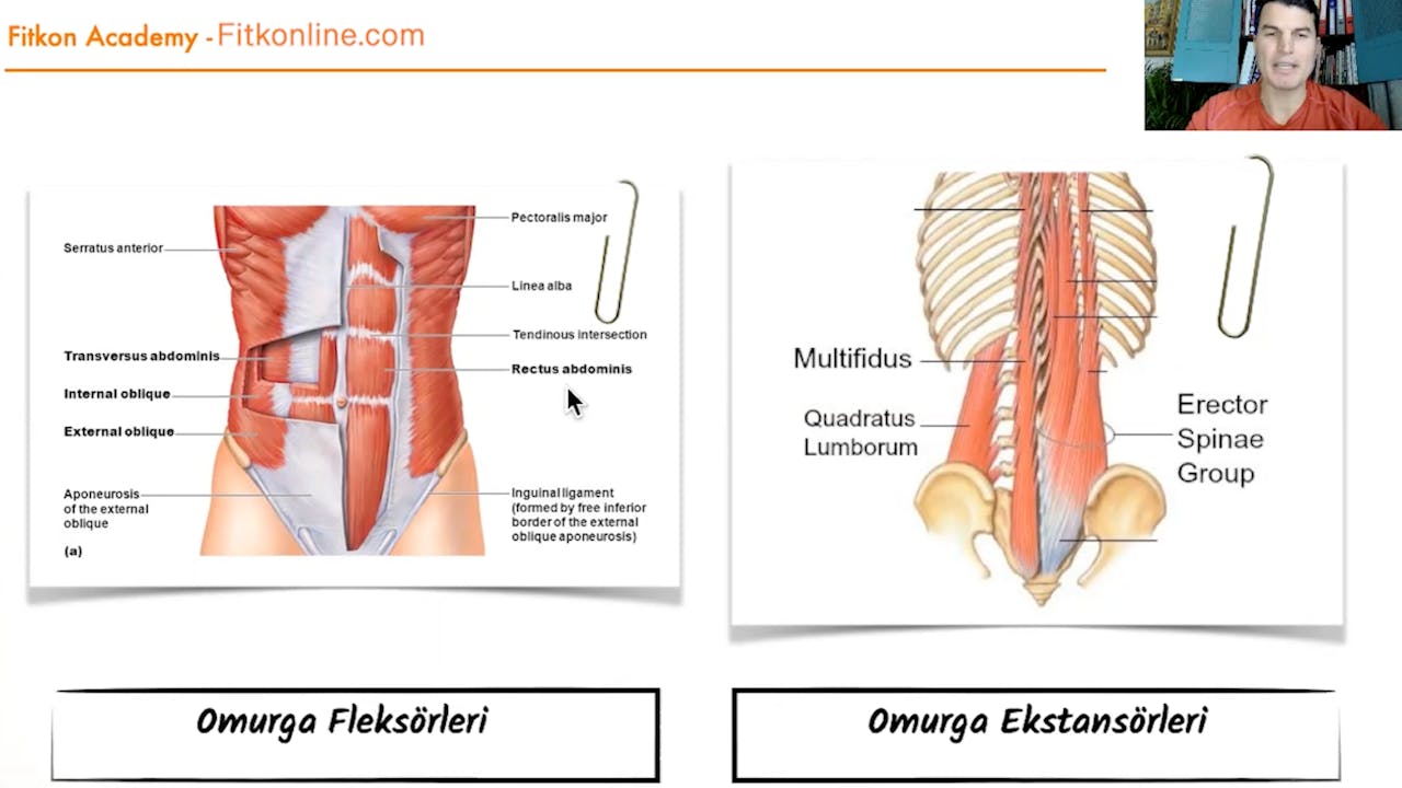 Fonksiyonel Anatomi WORKSHOP