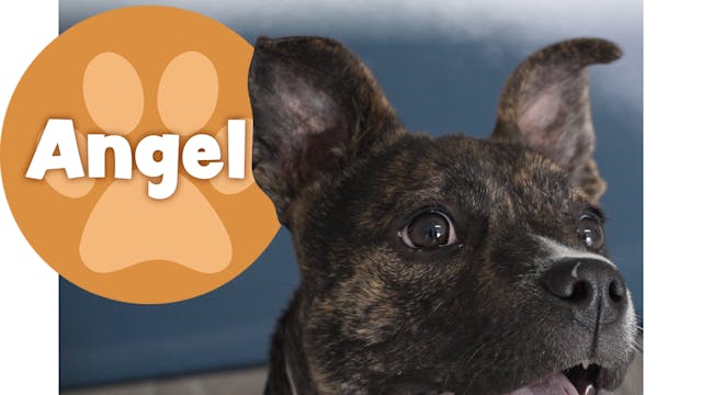 Fitzmedia's Pet of the Week - Meet An...