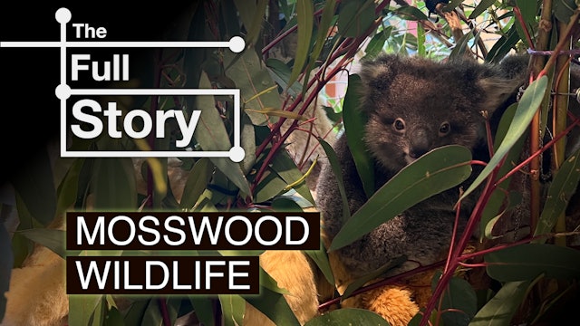 23rd Dec 2023 - Mosswood Wildlife - Part 2 - The Full Story