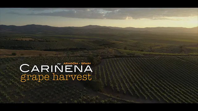 CARIÑENA GRAPE HARVEST