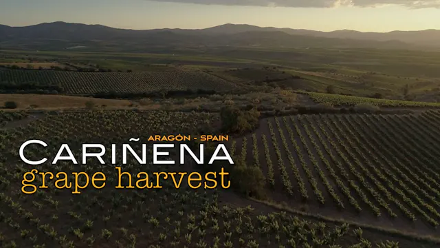 CARIÑENA GRAPE HARVEST