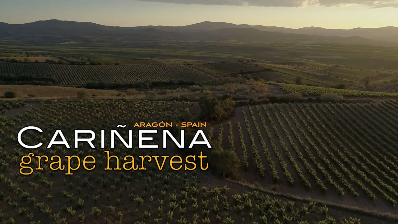 CARIÑENA GRAPE HARVEST