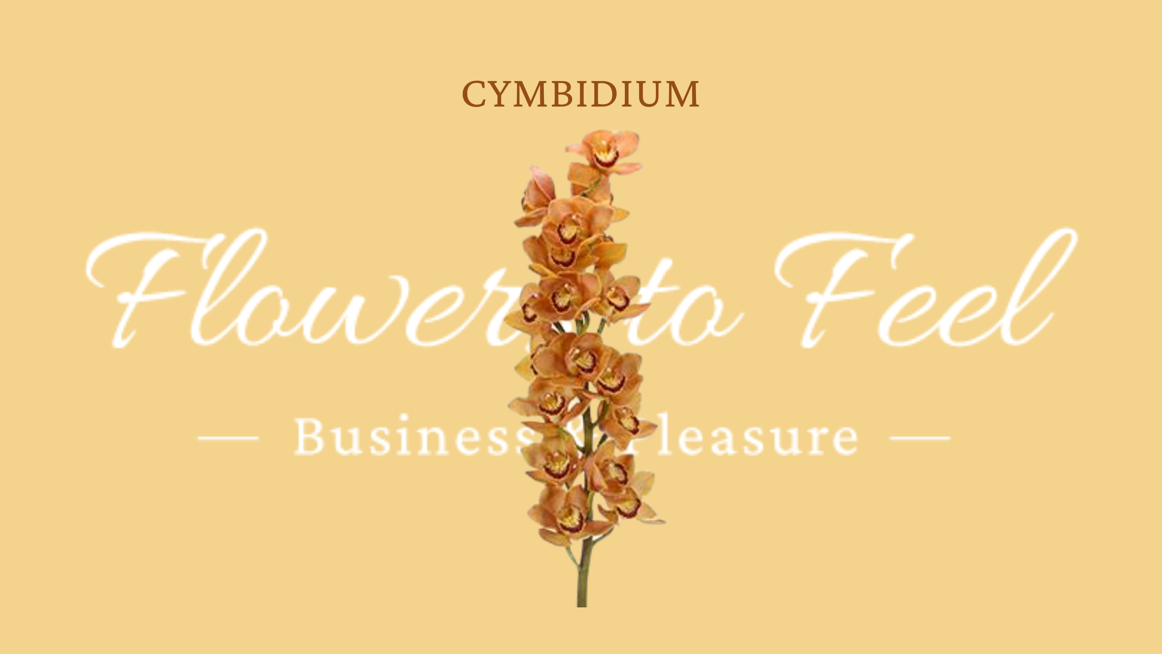 Cymbidium