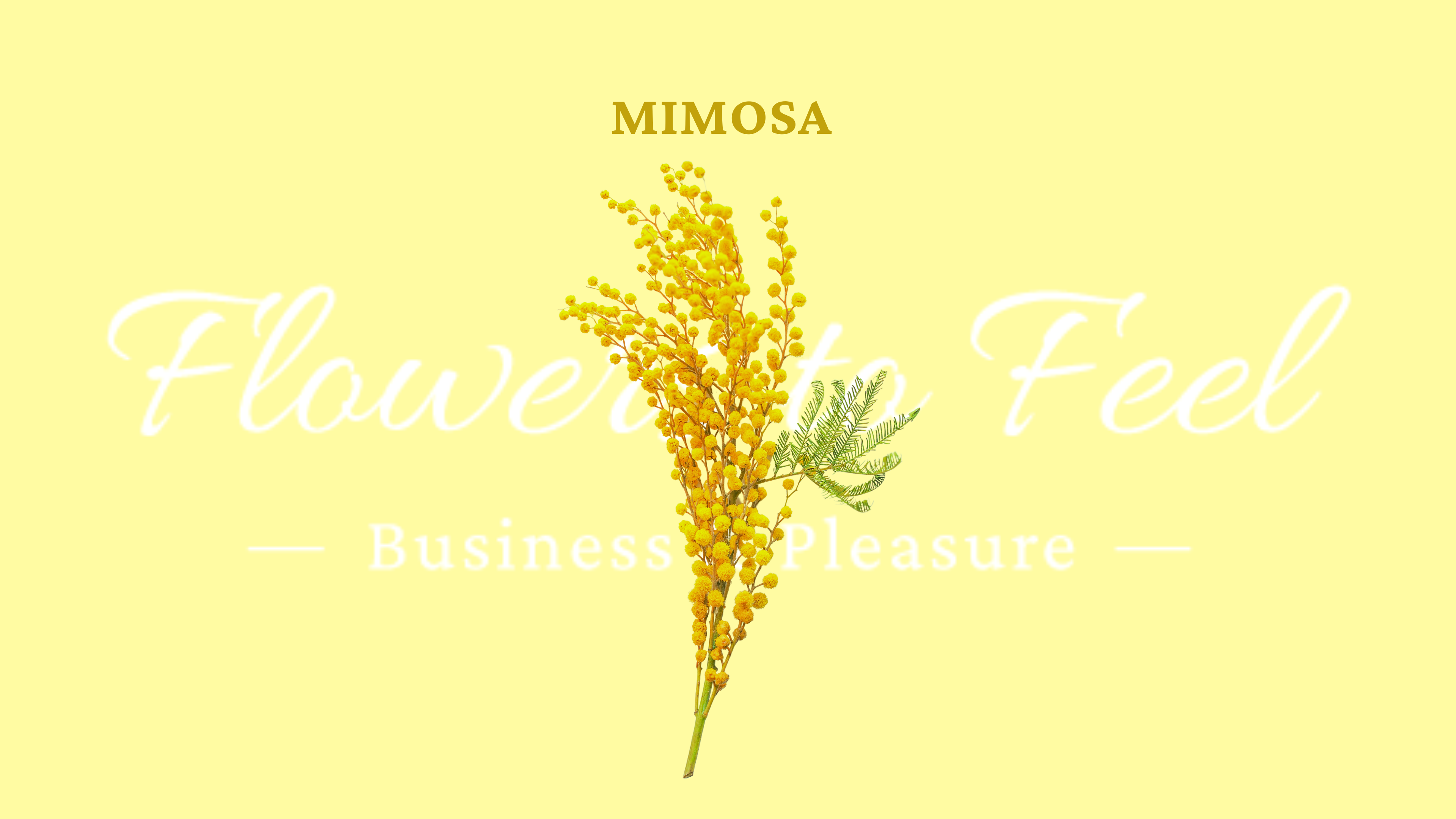 Mimosa