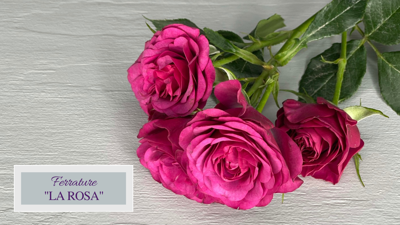 Ferrature - La Rosa
