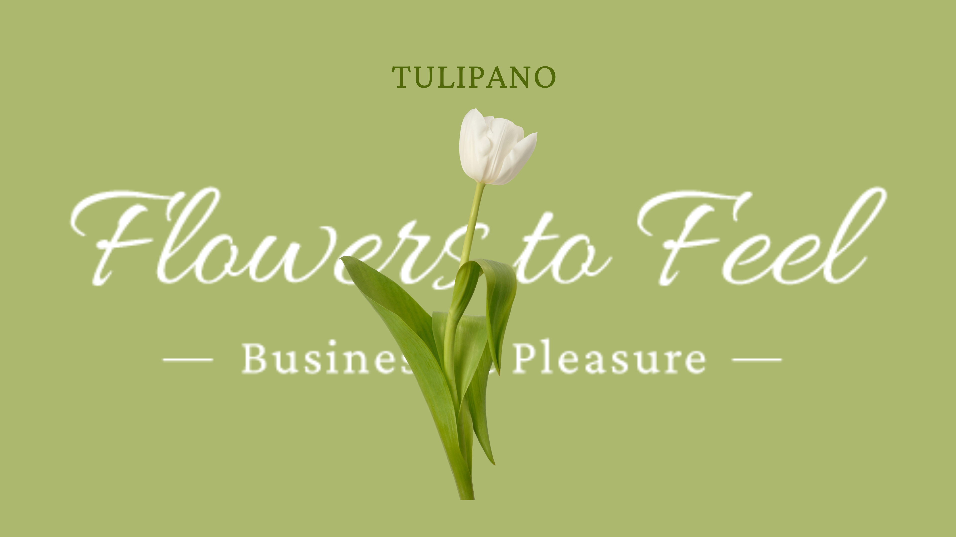 Tulipano