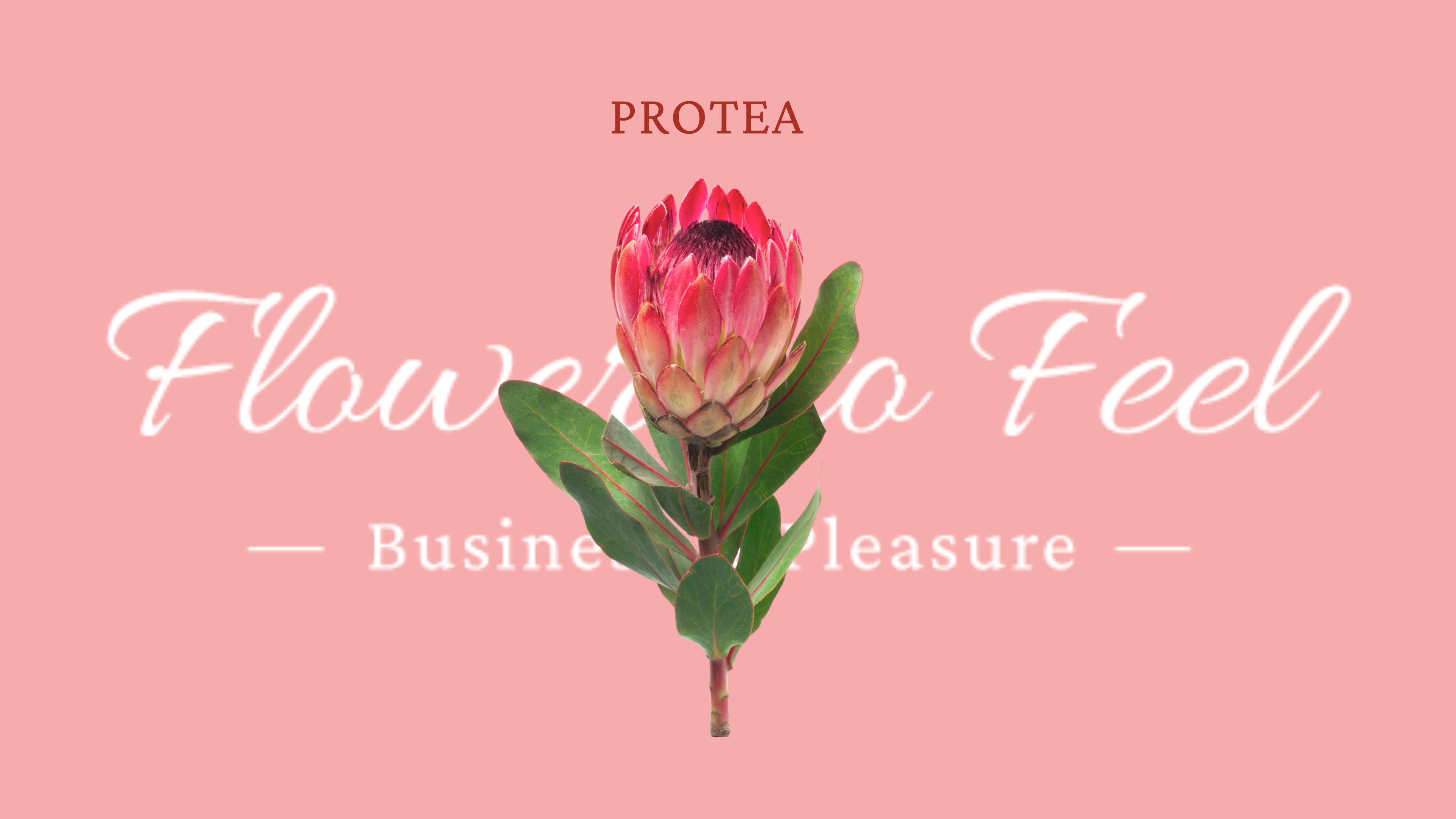 Protea