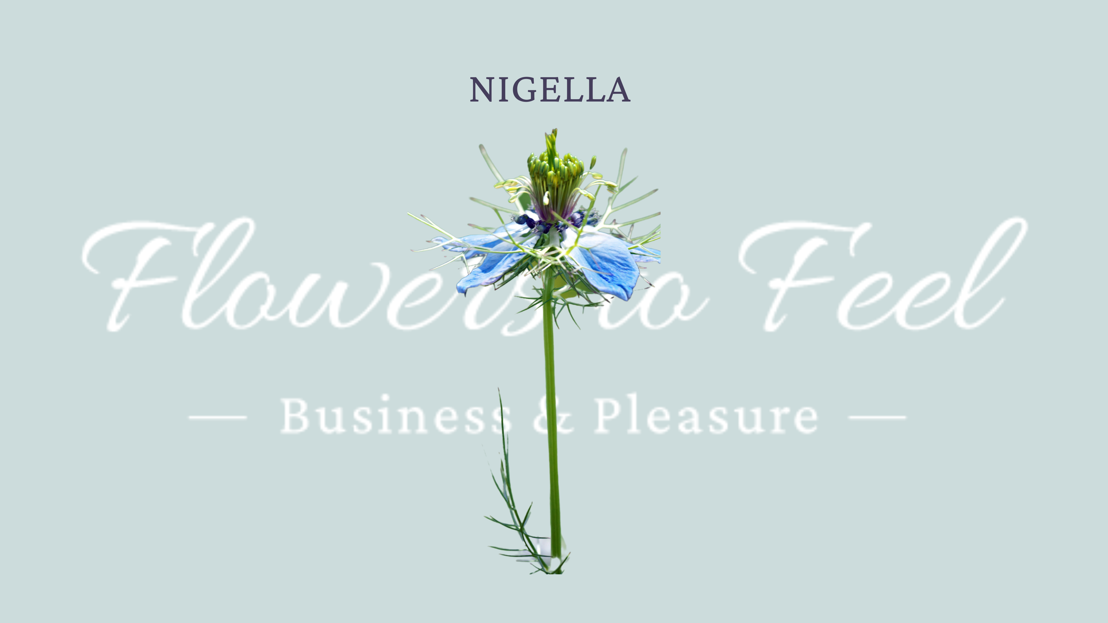 Nigella