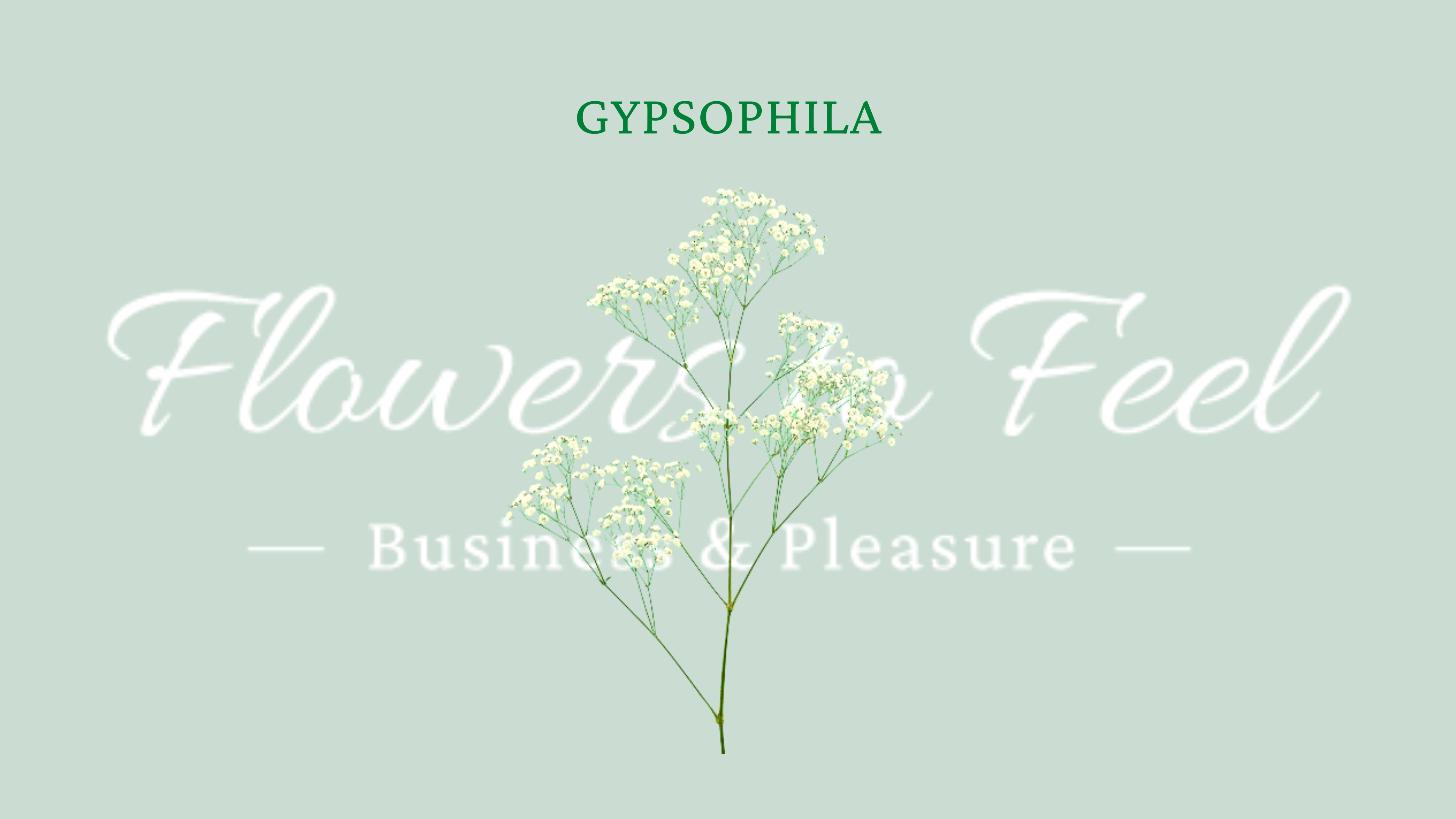 Gypsophila