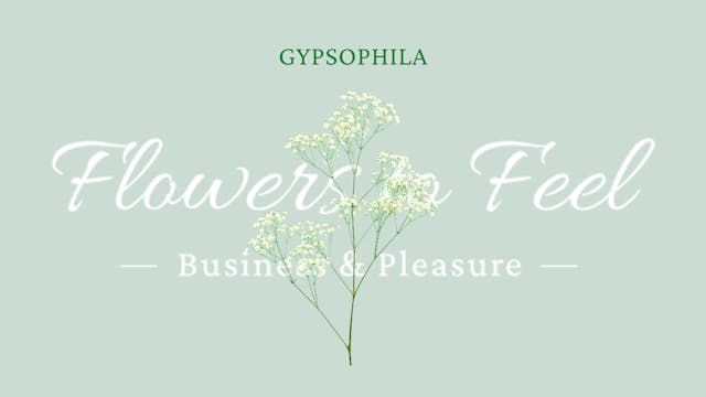 Gypsophila