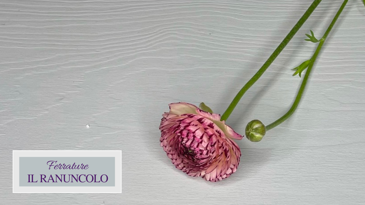 Ferrature - Il Ranuncolo