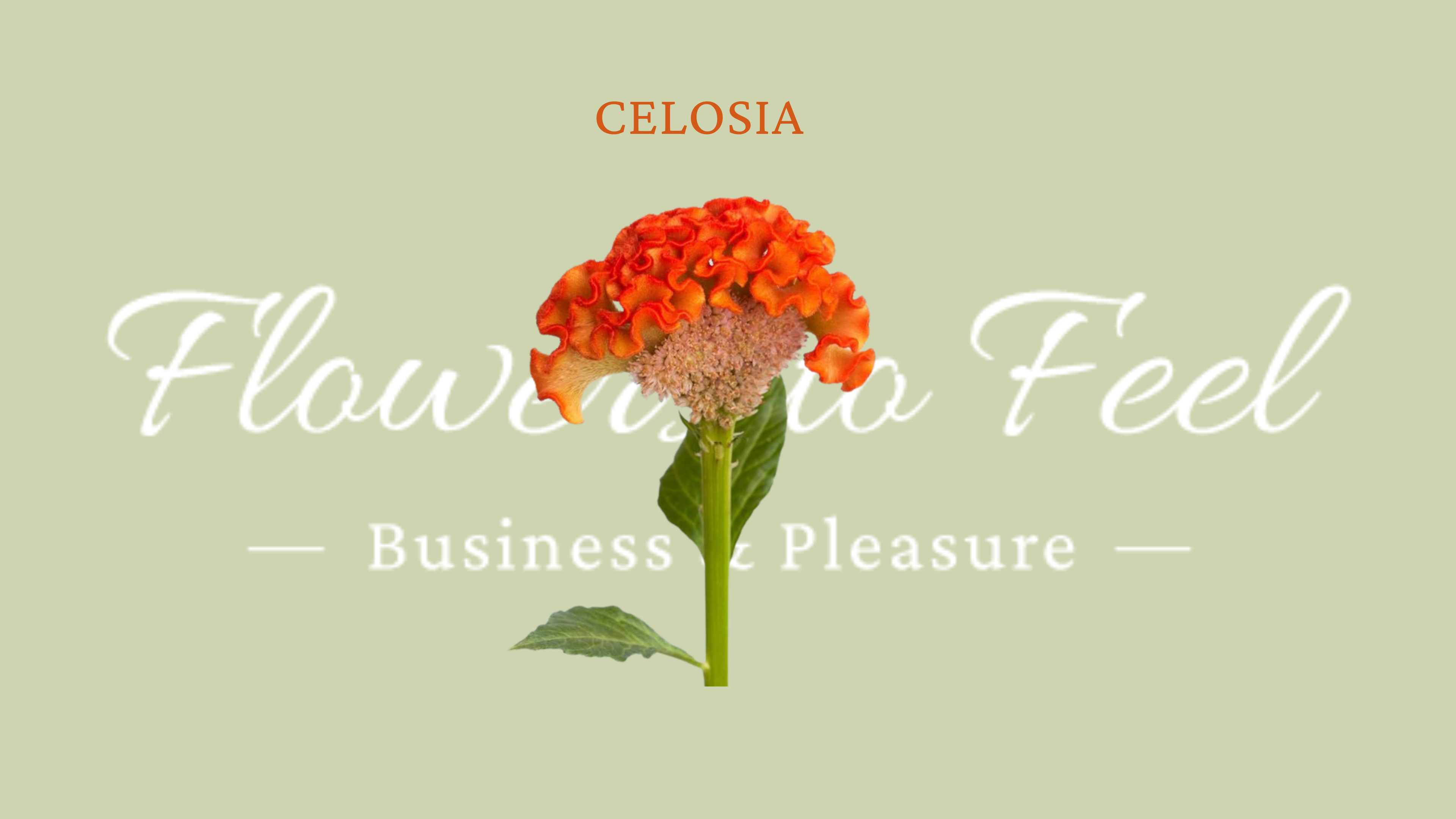 Celosia