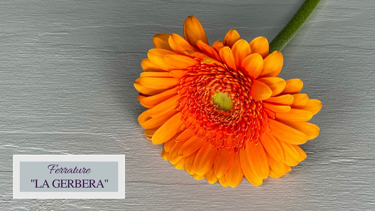 Ferrature - La Gerbera