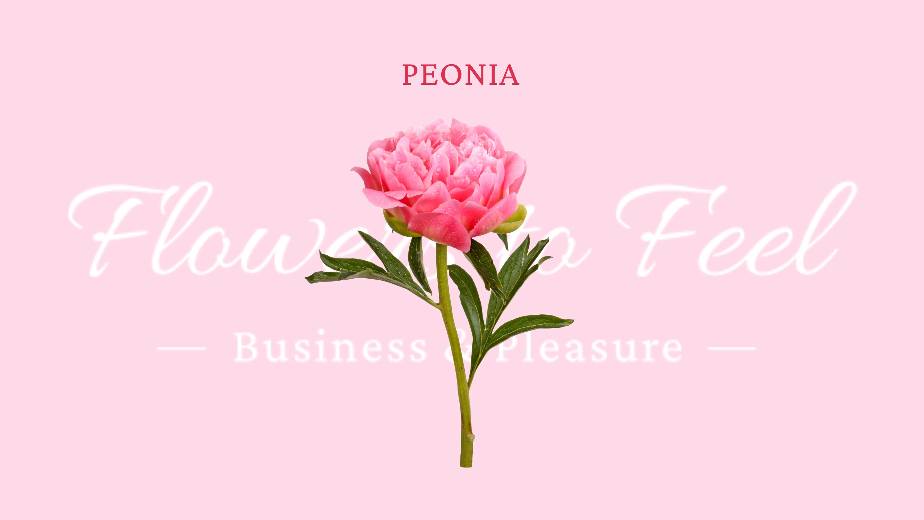 Peonia