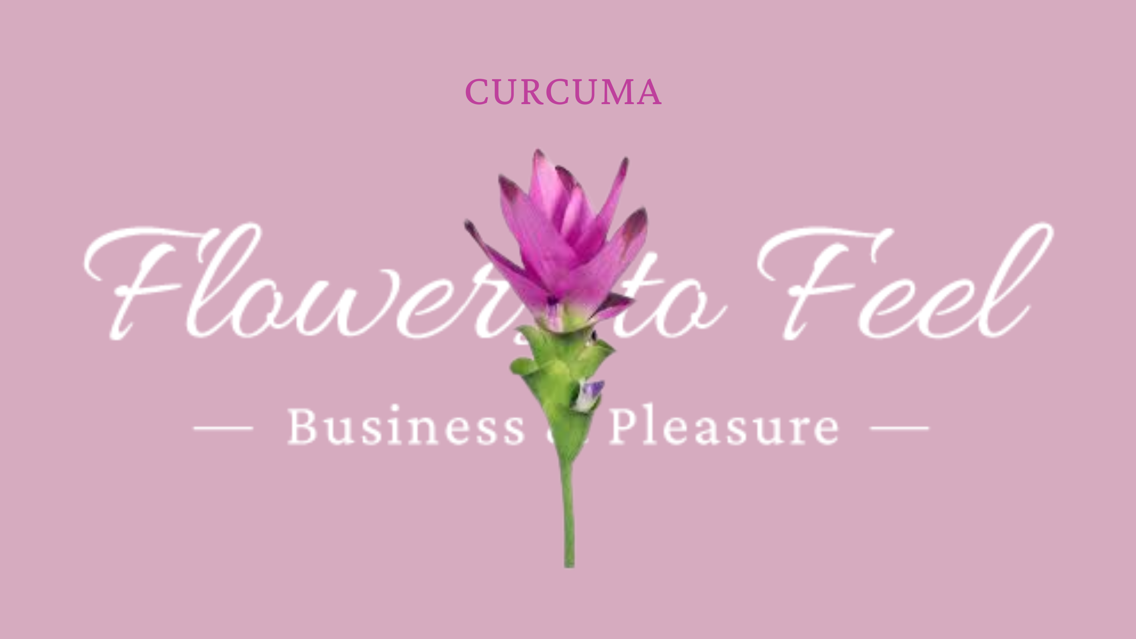 Curcuma