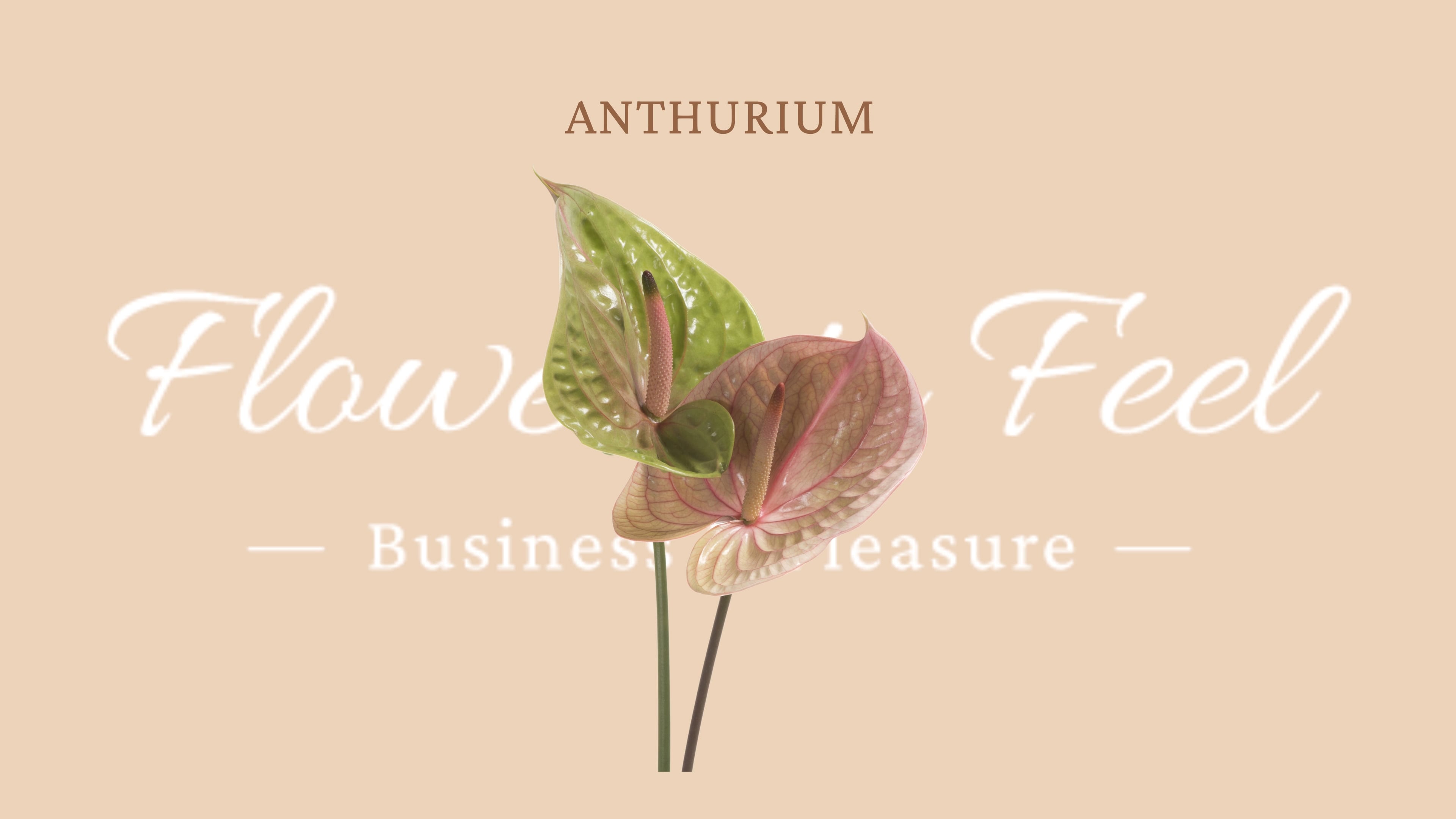 Anthurium