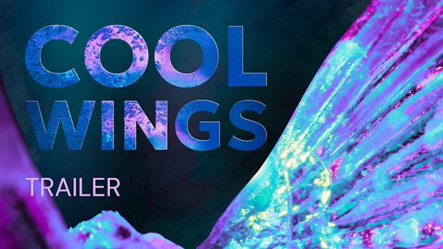 Cool Wings | Trailer
