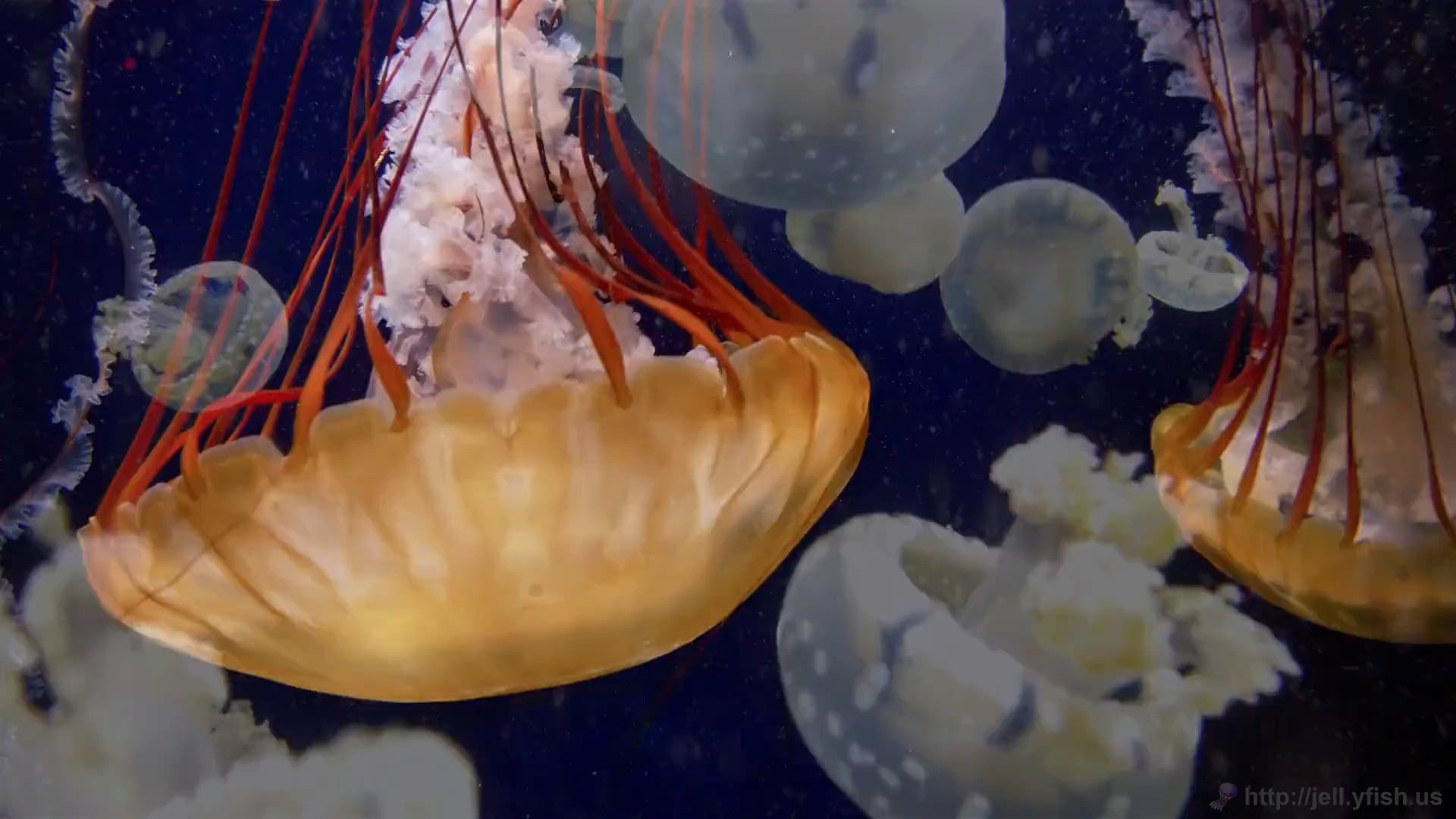 Episode for new shelf 2