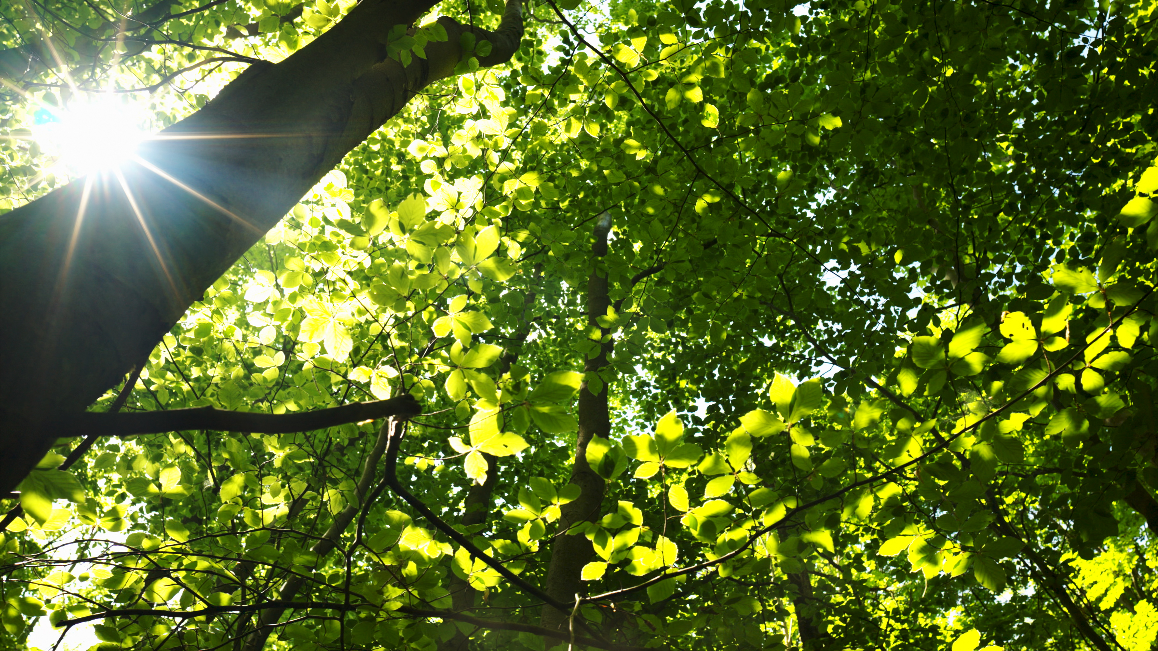 The Primeval Forest Trail, Hainich National Park, Germany, Part 2