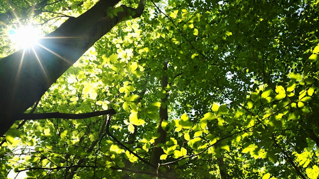 The Primeval Forest Trail, Hainich Na...