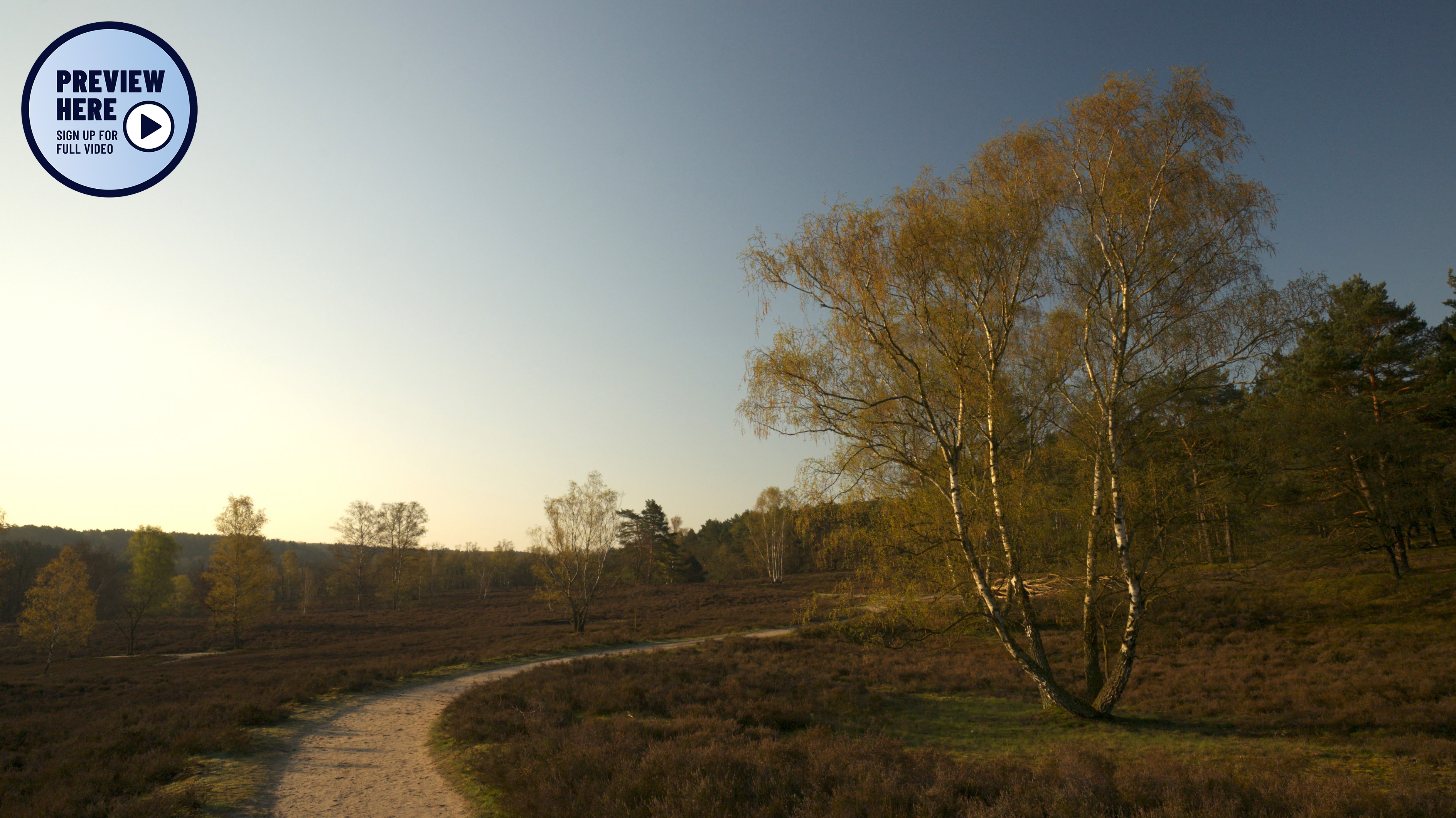 A spring morning on the Fischbeker Heath, Germany, Part 1 (Preview)