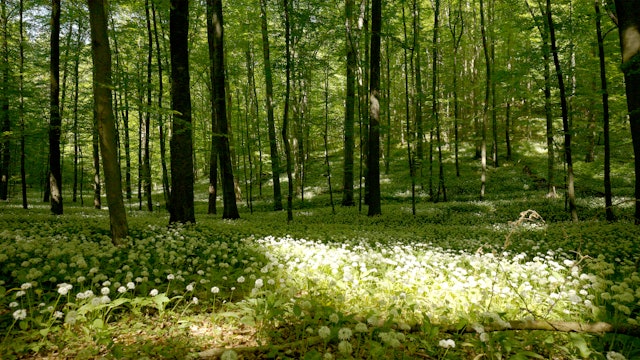 The Primeval Forest Trail, Hainich National Park, Germany, Part 1