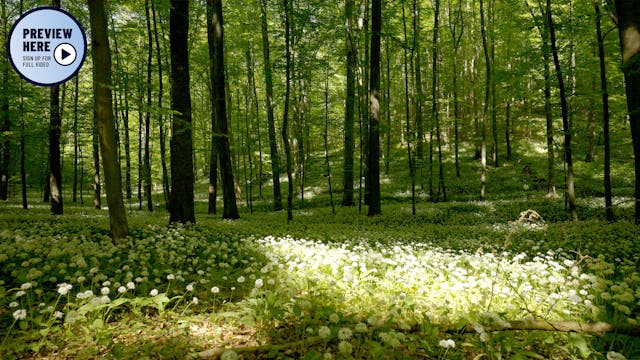 The Primeval Forest Trail, Hainich Na...