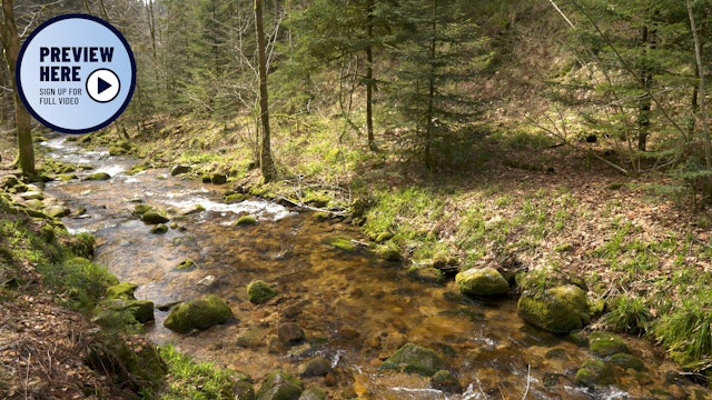 Lierbach Valley and Waterfalls, Black Forest National Park, Germany (Preview)