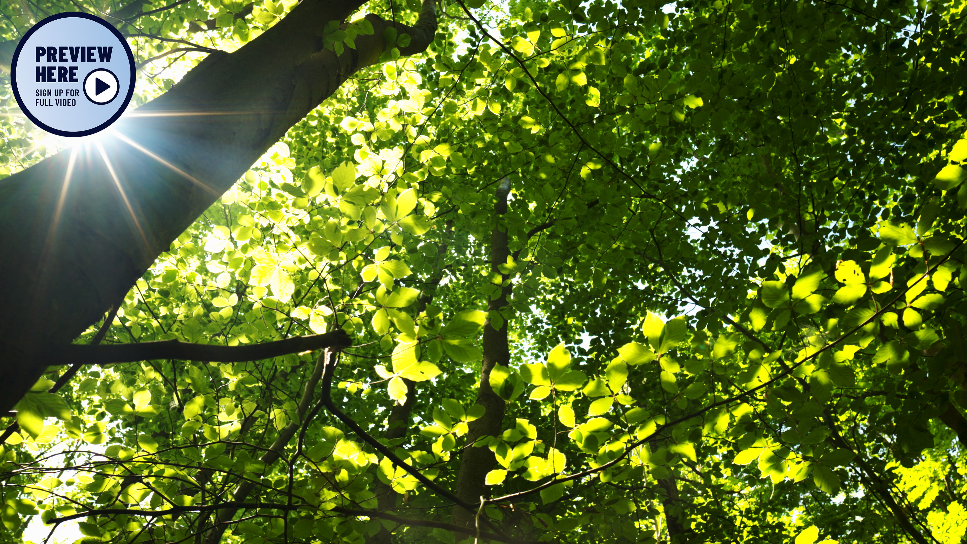 The Primeval Forest Trail, Hainich National Park, Germany, Part 2 (Preview)