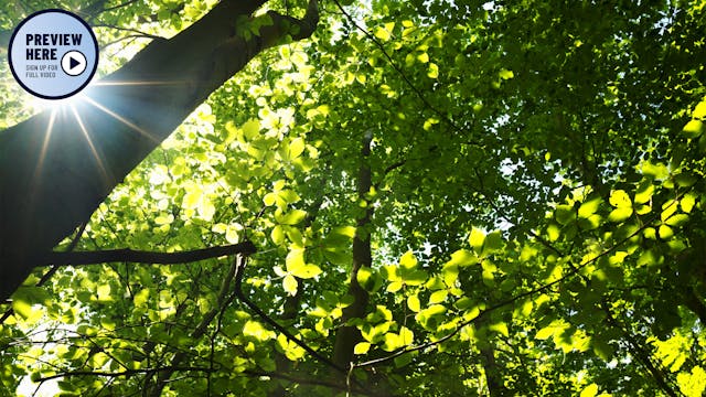 The Primeval Forest Trail, Hainich Na...